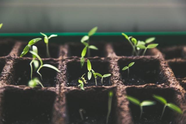 growing plants seedlings