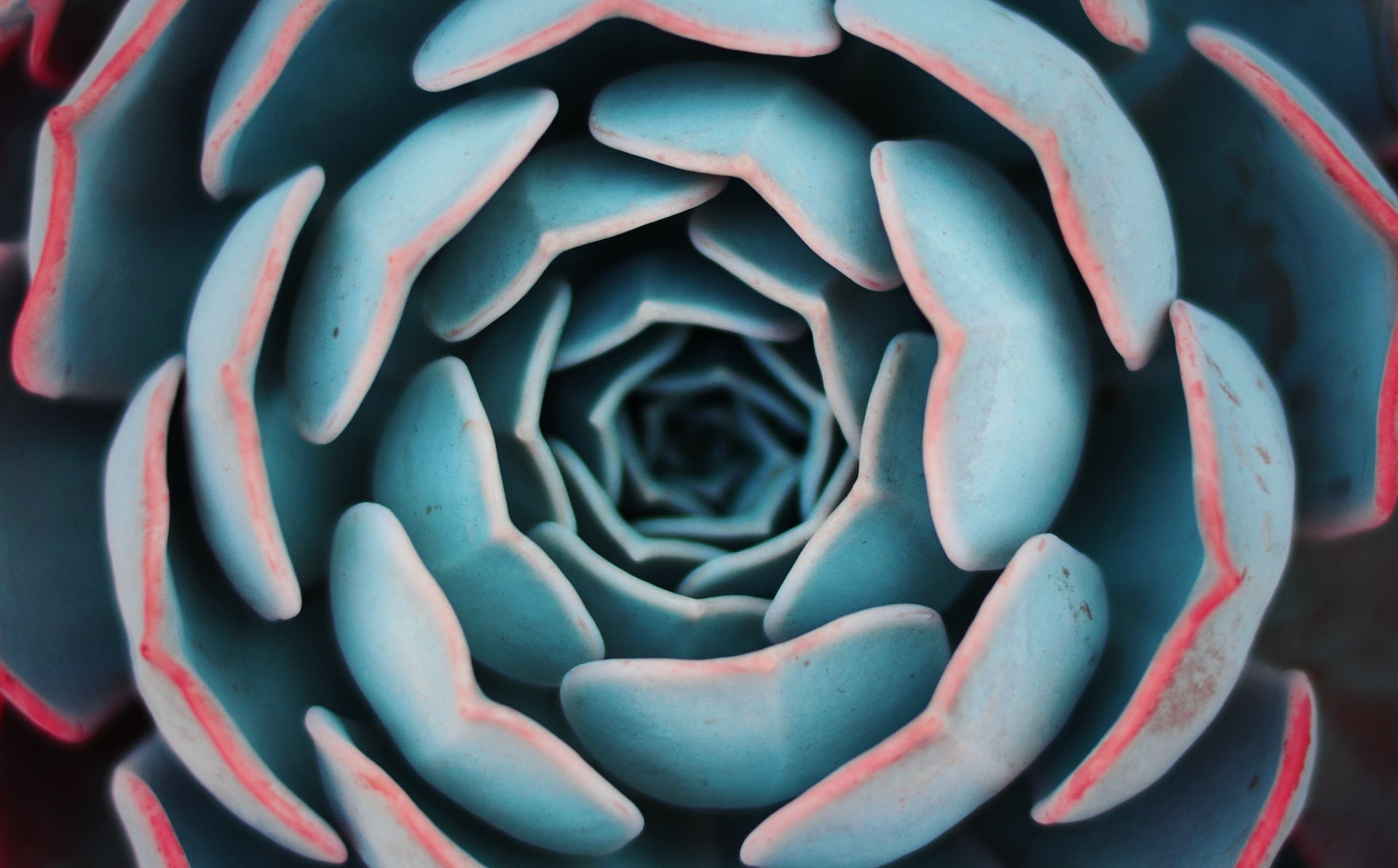 perfect flower using the fibonacci sequence viewed from above