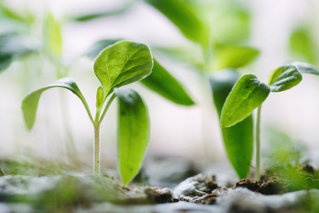 Investing Like the Rich: Prioritizing Dividends
